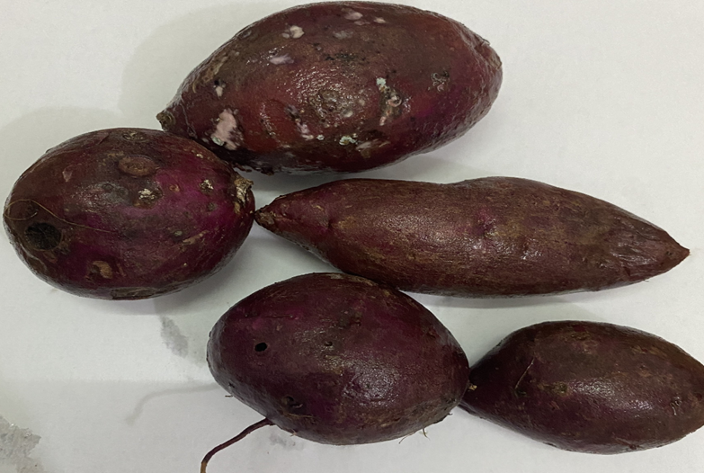  Mẫu khoai lang tím được được xử lý bằng ClO2