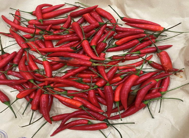 Mẫu Ớt được xử lý bằng ClO2