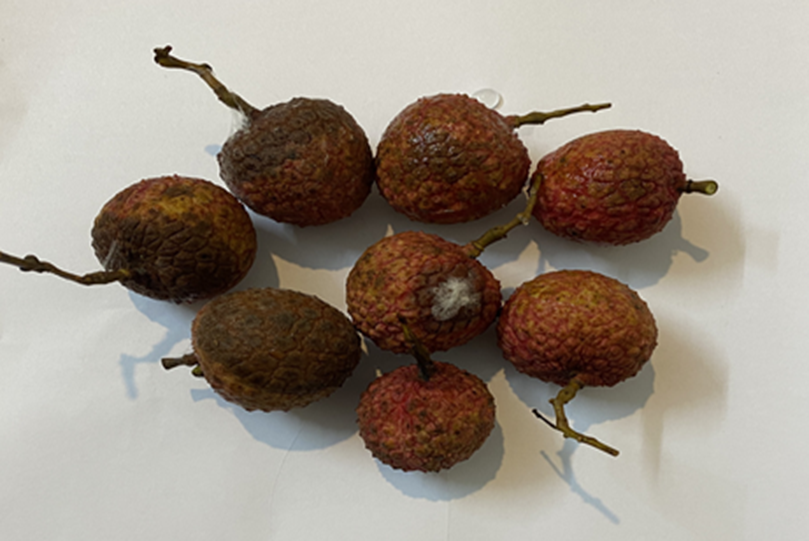 Dung dịch Khử nấm mốc cho quả vải