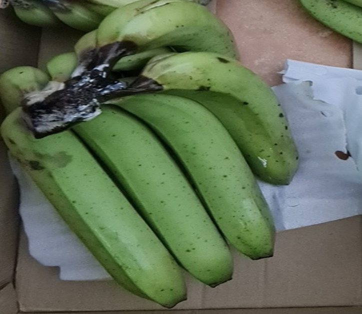 Mẫu Chuối được xử lý bằng ClO2